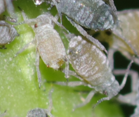 Aphis  sambuci dalla Calabria